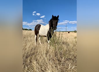 IJslander, Merrie, 10 Jaar, 138 cm, Gevlekt-paard