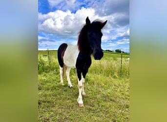 IJslander, Merrie, 10 Jaar, 138 cm, Gevlekt-paard