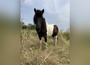 IJslander, Merrie, 10 Jaar, 138 cm, Gevlekt-paard