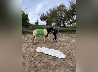 IJslander, Merrie, 10 Jaar, 138 cm, Gevlekt-paard