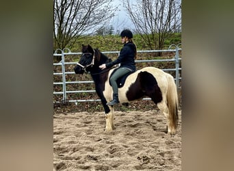 IJslander, Merrie, 10 Jaar, 138 cm, Gevlekt-paard