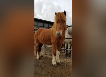IJslander, Merrie, 10 Jaar, 138 cm, Gevlekt-paard