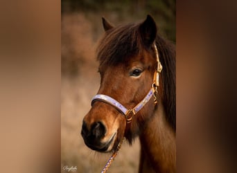 IJslander, Merrie, 10 Jaar, 140 cm, Roodbruin