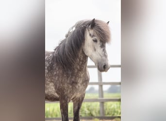 IJslander, Merrie, 10 Jaar, 140 cm, Schimmel