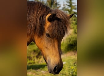 IJslander, Merrie, 10 Jaar, 141 cm, Buckskin