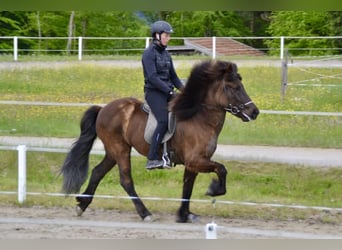 IJslander, Merrie, 10 Jaar, 143 cm, Zwart