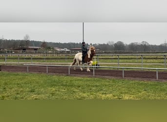 IJslander, Merrie, 10 Jaar, 144 cm, Gevlekt-paard