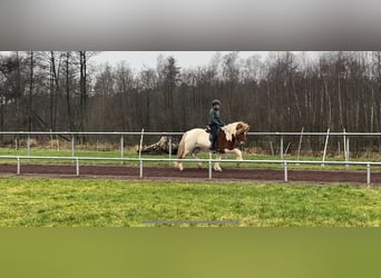 IJslander, Merrie, 10 Jaar, 144 cm, Gevlekt-paard