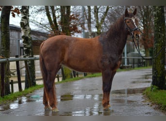 IJslander Mix, Merrie, 10 Jaar, 148 cm, Vos