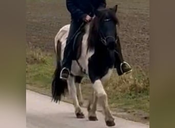 IJslander, Merrie, 10 Jaar, Gevlekt-paard