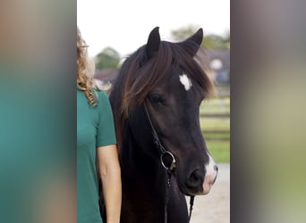 IJslander, Merrie, 10 Jaar, Zwart