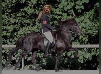 IJslander, Merrie, 10 Jaar, Zwart