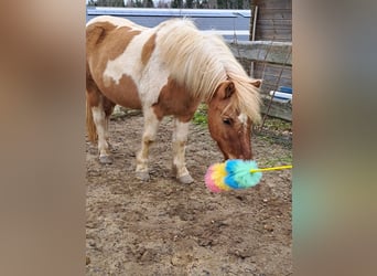 IJslander Mix, Merrie, 11 Jaar, 121 cm, Gevlekt-paard