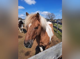 IJslander Mix, Merrie, 11 Jaar, 121 cm, Gevlekt-paard