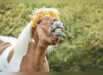 IJslander Mix, Merrie, 11 Jaar, 121 cm, Gevlekt-paard