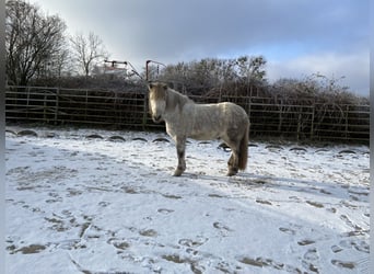 IJslander, Merrie, 11 Jaar, 135 cm, Appelschimmel