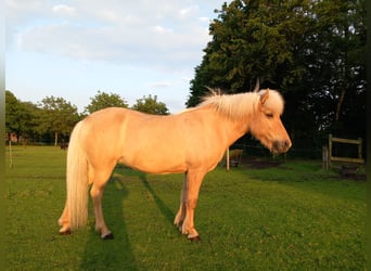 IJslander, Merrie, 11 Jaar, 135 cm, Palomino