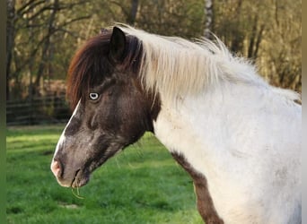 IJslander, Merrie, 11 Jaar, 136 cm, Gevlekt-paard