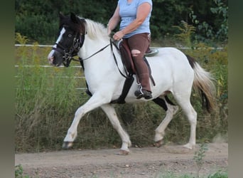 Islandpferd, Stute, 11 Jahre, 136 cm, Schecke