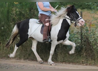 Islandpferd, Stute, 11 Jahre, 136 cm, Schecke