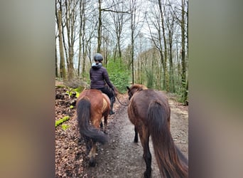 IJslander, Merrie, 11 Jaar, 138 cm, Bruin