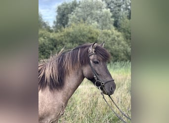 IJslander, Merrie, 11 Jaar, 138 cm, Grullo