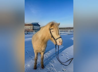 IJslander, Merrie, 11 Jaar, 138 cm, Perlino