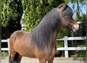 IJslander, Merrie, 11 Jaar, 140 cm, Brauner