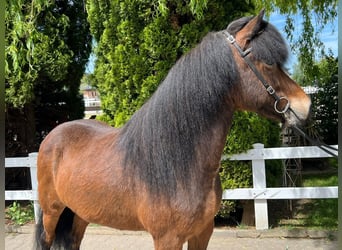 IJslander, Merrie, 11 Jaar, 140 cm, Bruin