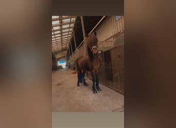 IJslander, Merrie, 11 Jaar, 140 cm, Bruin