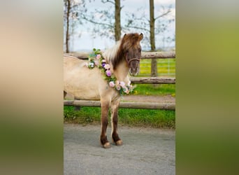 IJslander, Merrie, 11 Jaar, 140 cm, Falbe