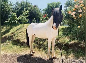 IJslander, Merrie, 11 Jaar, 140 cm, Gevlekt-paard