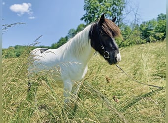 IJslander, Merrie, 11 Jaar, 140 cm, Gevlekt-paard