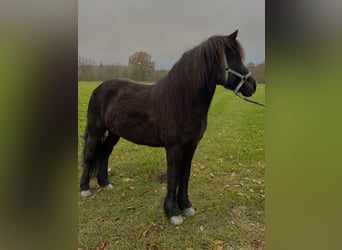 IJslander, Merrie, 11 Jaar, 140 cm, Zwart