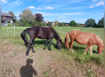 IJslander, Merrie, 11 Jaar, 140 cm, Zwart