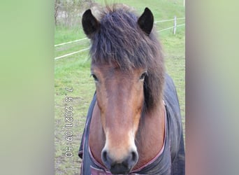 IJslander, Merrie, 11 Jaar, 142 cm, Bruin