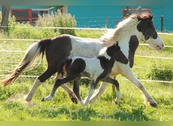 IJslander, Merrie, 11 Jaar, Gevlekt-paard