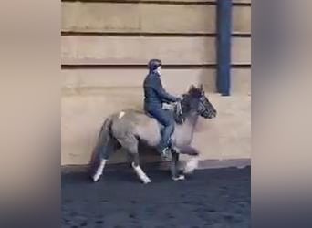 IJslander, Merrie, 11 Jaar, Gevlekt-paard