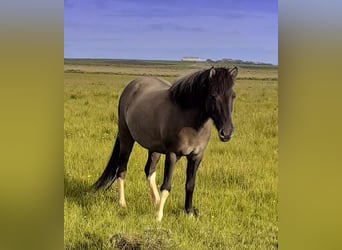 IJslander, Merrie, 11 Jaar, Gevlekt-paard