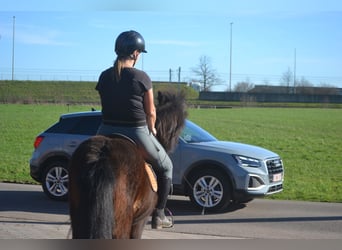 IJslander, Merrie, 12 Jaar, 130 cm, Bruin