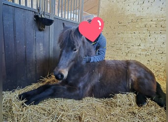 IJslander, Merrie, 12 Jaar, 130 cm, Bruin