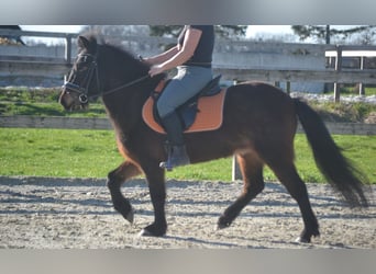 IJslander, Merrie, 12 Jaar, 130 cm, Bruin