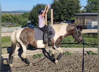 IJslander Mix, Merrie, 12 Jaar, 134 cm, Gevlekt-paard