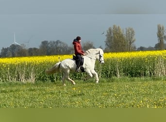 IJslander, Merrie, 12 Jaar, 135 cm, Schimmel