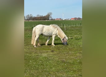 IJslander, Merrie, 12 Jaar, 135 cm, Schimmel
