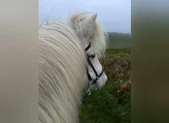 IJslander, Merrie, 12 Jaar, 135 cm, Schimmel