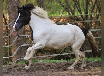 IJslander, Merrie, 12 Jaar, 136 cm, Gevlekt-paard