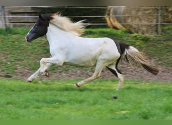 IJslander, Merrie, 12 Jaar, 136 cm, Gevlekt-paard