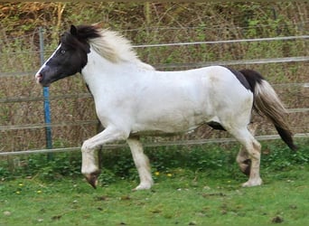 IJslander, Merrie, 12 Jaar, 136 cm, Gevlekt-paard