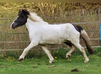 IJslander, Merrie, 12 Jaar, 136 cm, Gevlekt-paard